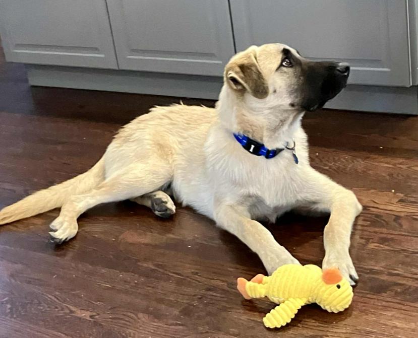 Enlarge Zeki, a Adoptable mixed breed in Mead, CO image 2/5