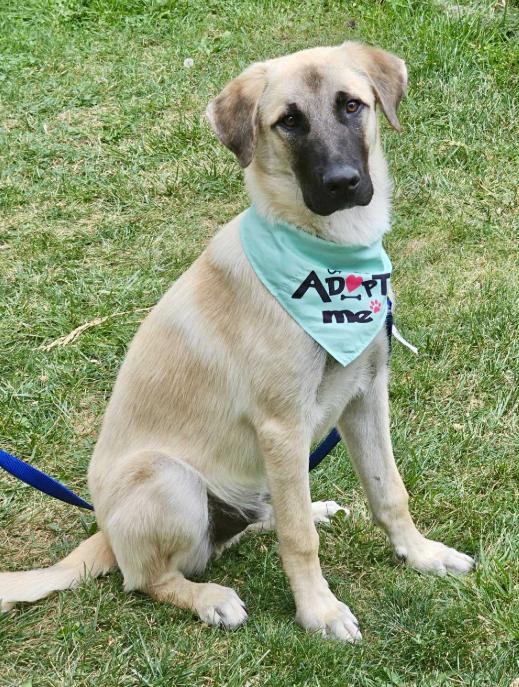 Enlarge Zeki, a Adoptable mixed breed in Mead, CO image 3/5