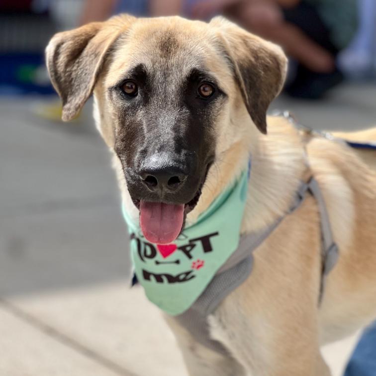 Enlarge Zeki, a Adoptable mixed breed in Mead, CO image 1/5