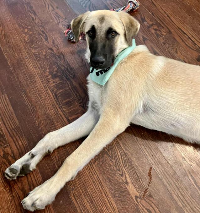 Enlarge Zeki, a Adoptable mixed breed in Mead, CO image 4/5