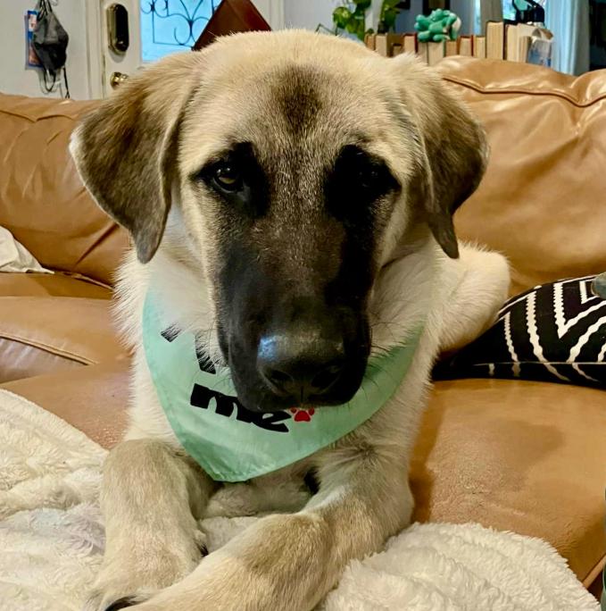 Enlarge Zeki, a Adoptable mixed breed in Mead, CO image 5/5