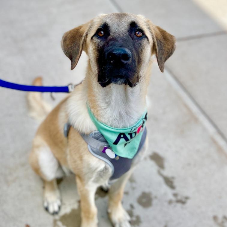 Zeki, Adoptable, Young Male Anatolian Shepherd & Mixed Breed.