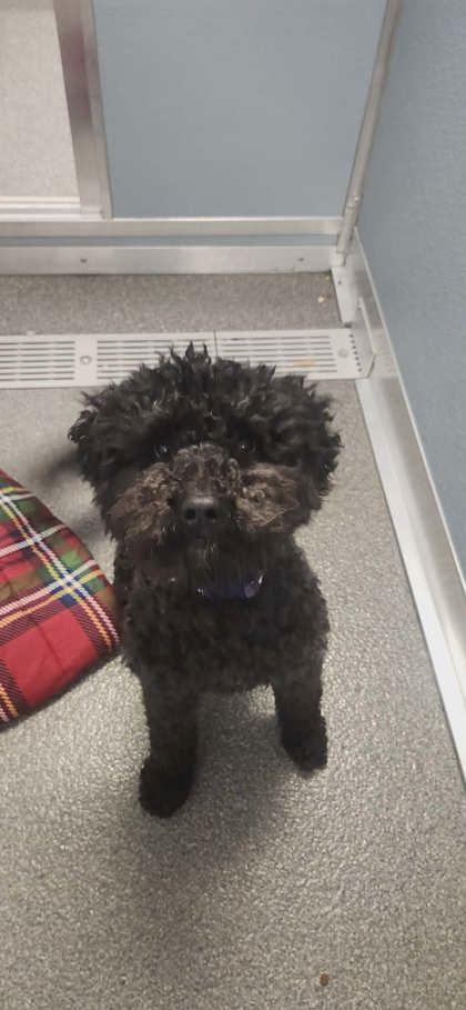 Enlarge Massimo, a Adoptable mixed breed in Munster, IN image 1/2