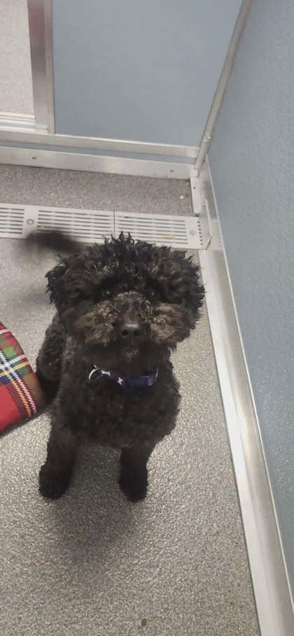 Enlarge Massimo, a Adoptable mixed breed in Munster, IN image 2/2