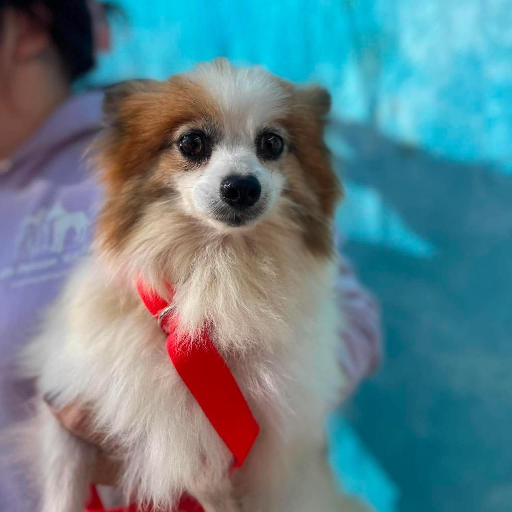 Enlarge Philly, a Adoptable Pomeranian in St. Charles, IL image 1/6