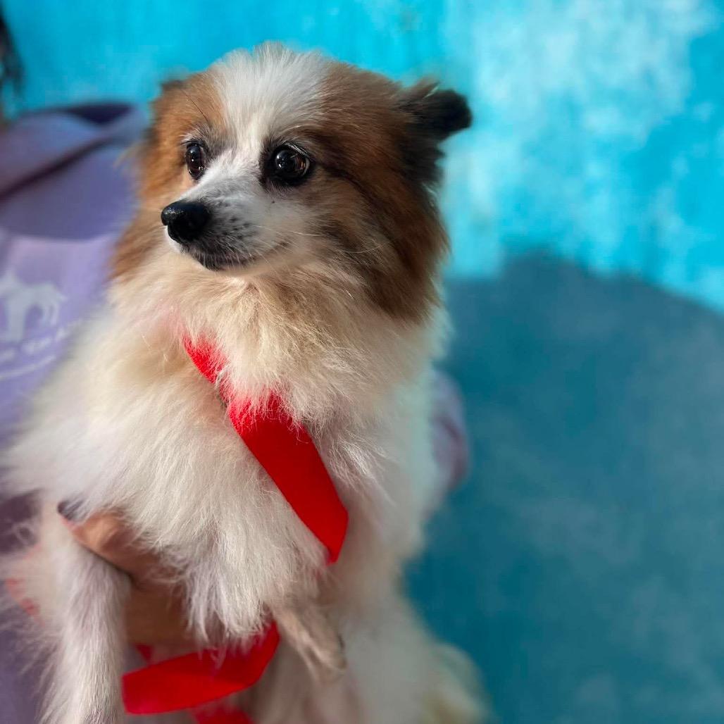 Enlarge Philly, a Adoptable Pomeranian in St. Charles, IL image 2/6