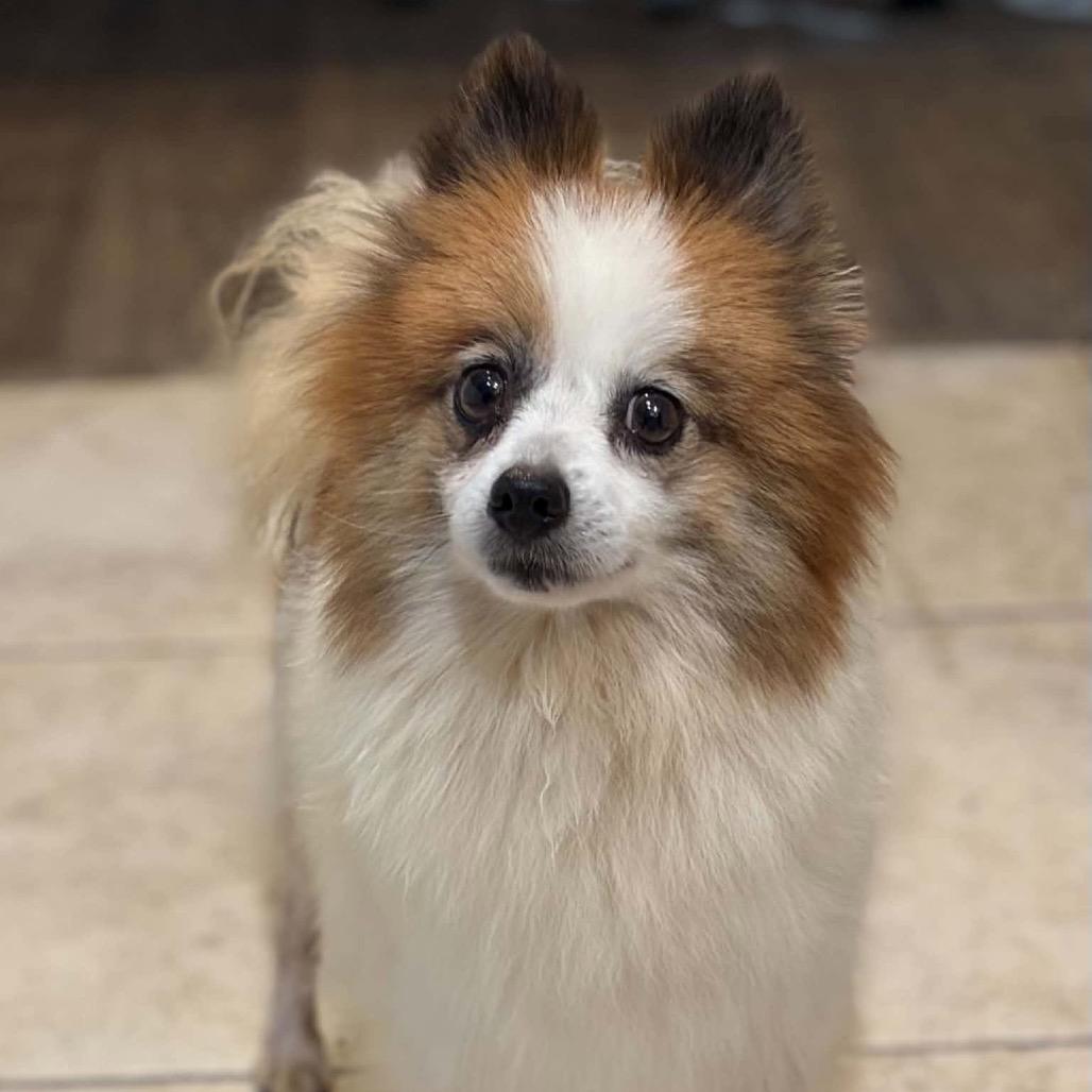 Enlarge Philly, a Adoptable Pomeranian in St. Charles, IL image 3/6
