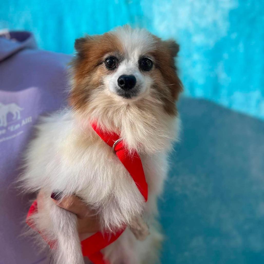 Enlarge Philly, a Adoptable Pomeranian in St. Charles, IL image 4/6