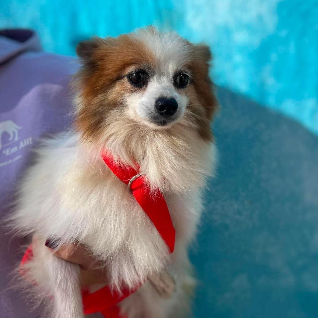 Enlarge Philly, a Adoptable Pomeranian in St. Charles, IL image 5/6