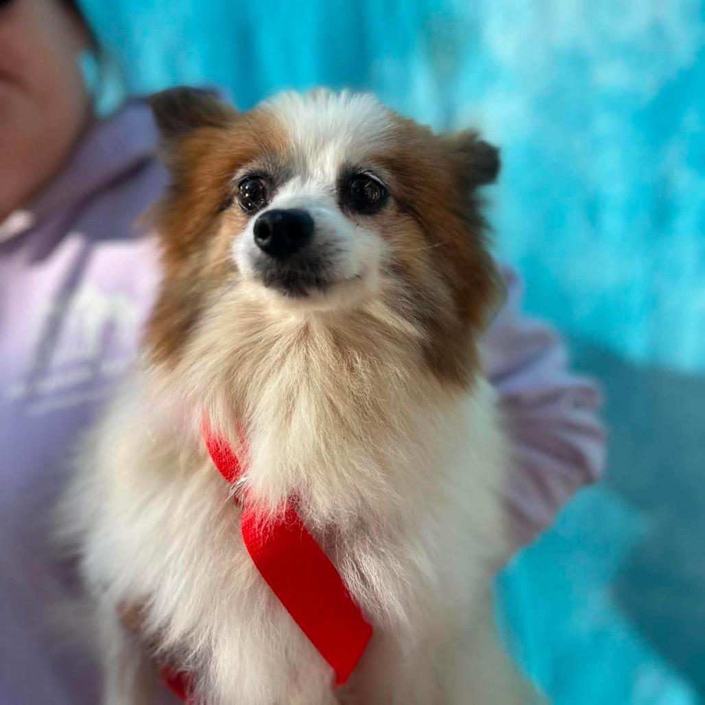 Enlarge Philly, a Adoptable Pomeranian in St. Charles, IL image 6/6