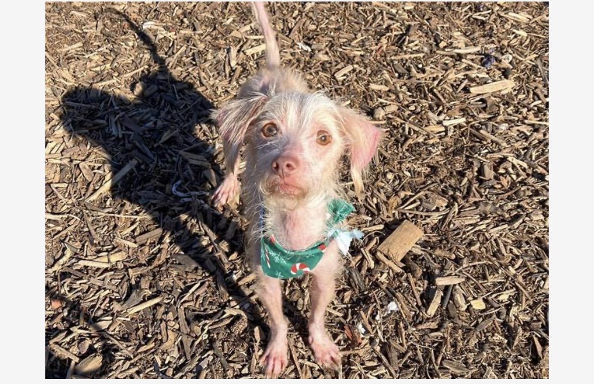 Perry, ADOPTABLE, Adult Male Cairn Terrier.