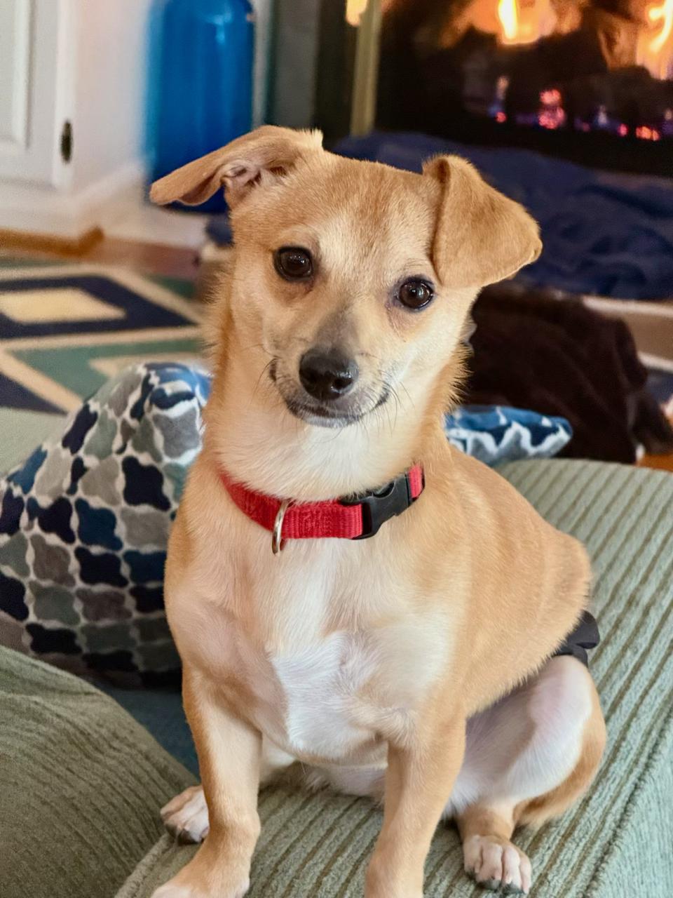 Enlarge Joey chihuahua boy, a ADOPTABLE mixed breed in Lexington, KY image 3/3