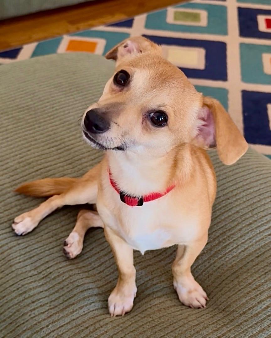 Enlarge Joey chihuahua boy, a ADOPTABLE mixed breed in Lexington, KY image 2/3