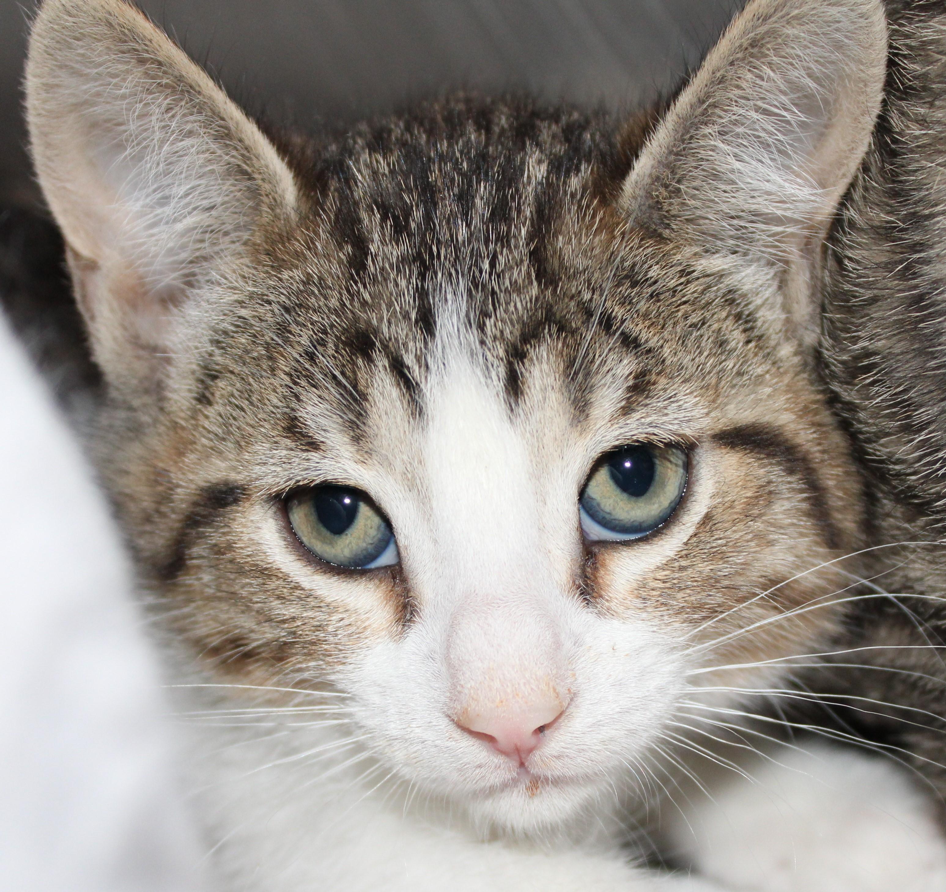 Snickers, adopted, Kitten Female Domestic Short Hair.