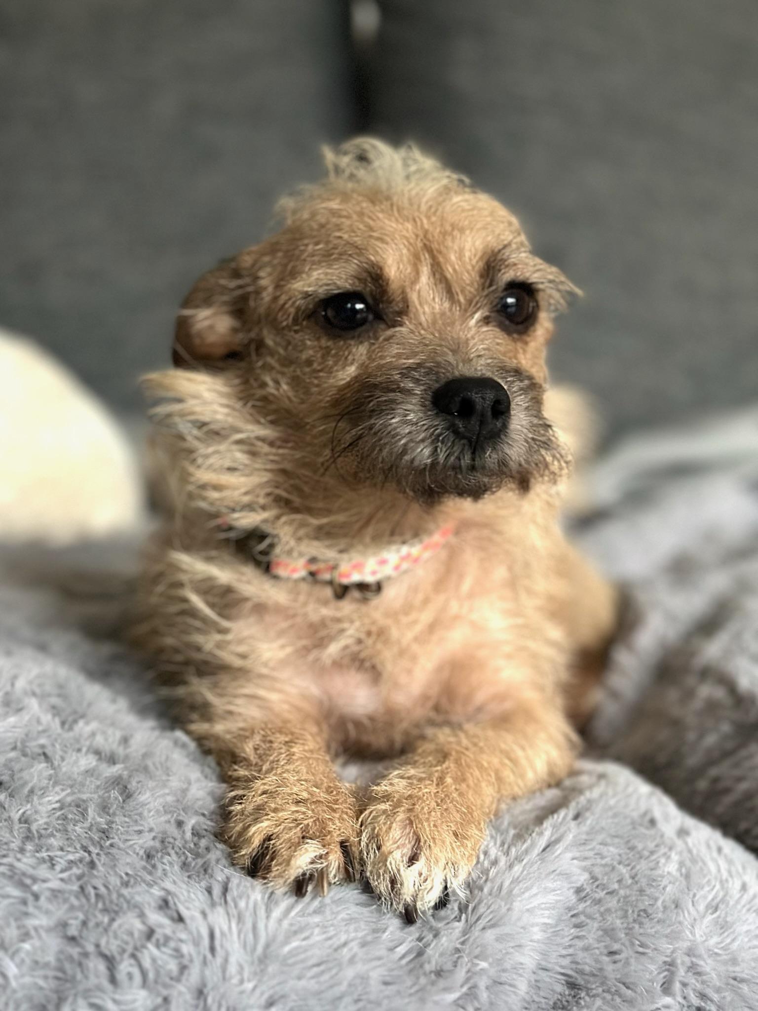 Enlarge Sandy, a ADOPTABLE Terrier in Aldie, VA image 1/6