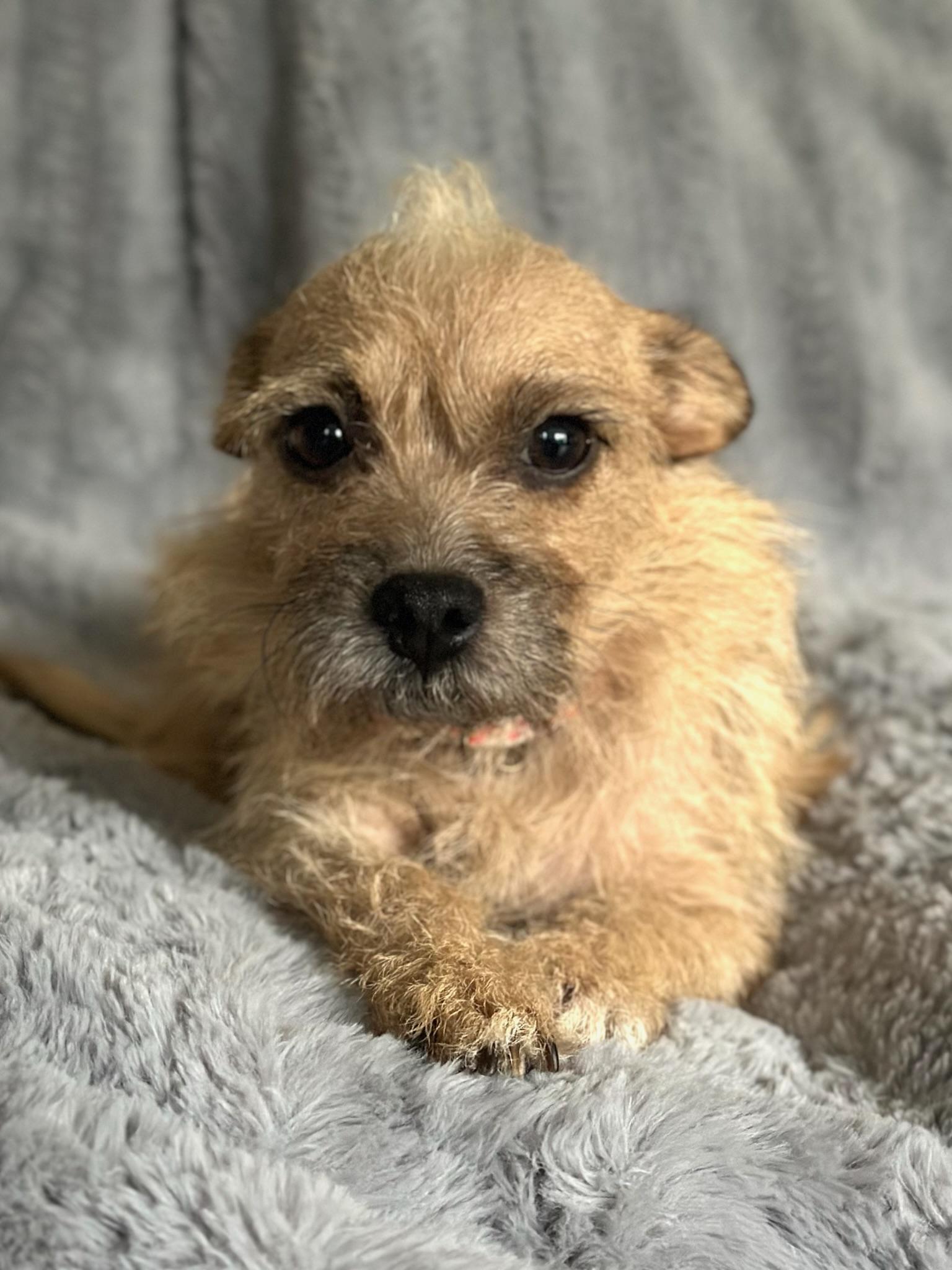 Enlarge Sandy, a ADOPTABLE Terrier in Aldie, VA image 6/6