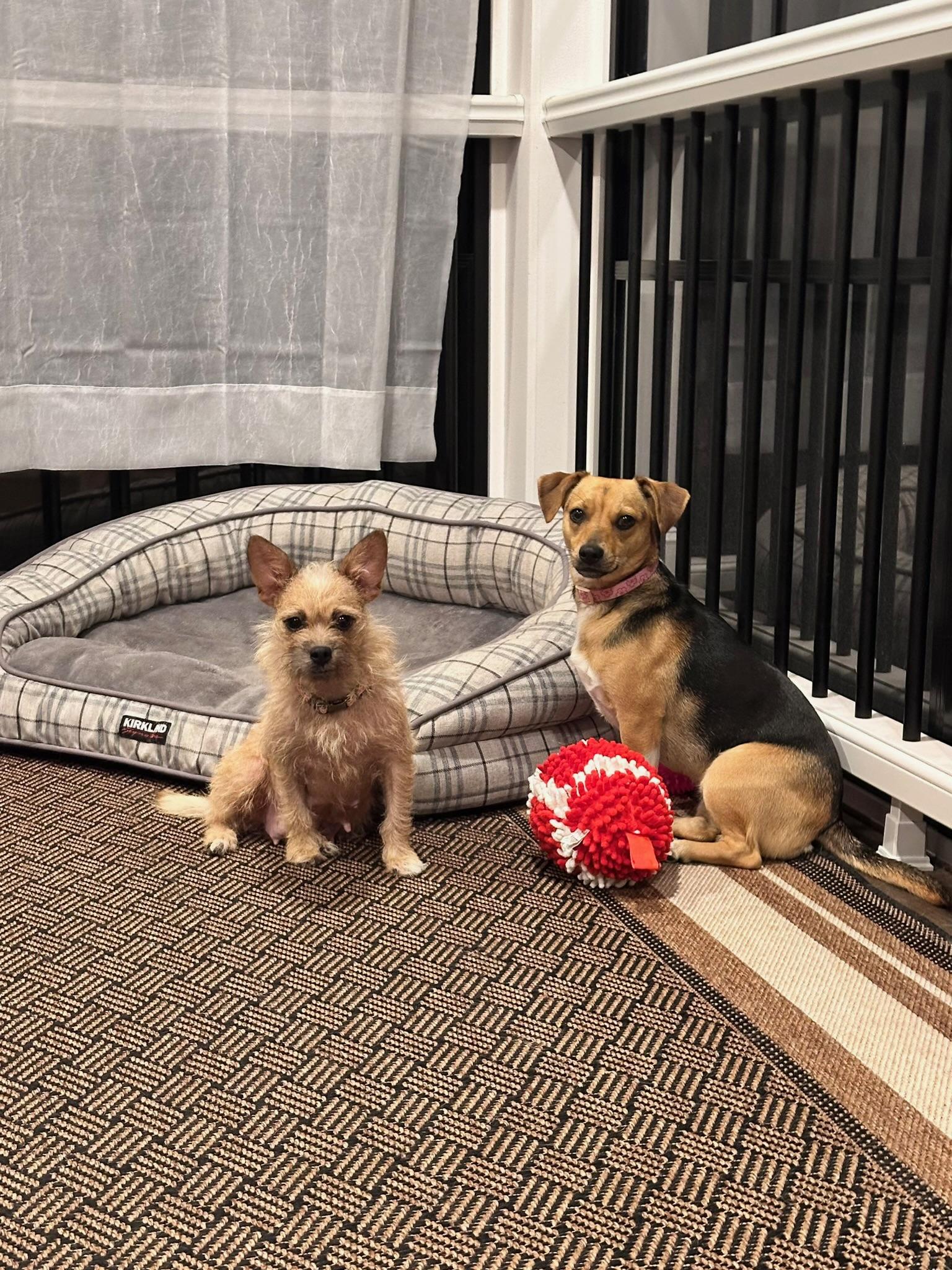Enlarge Sandy, a ADOPTABLE Terrier in Aldie, VA image 4/6