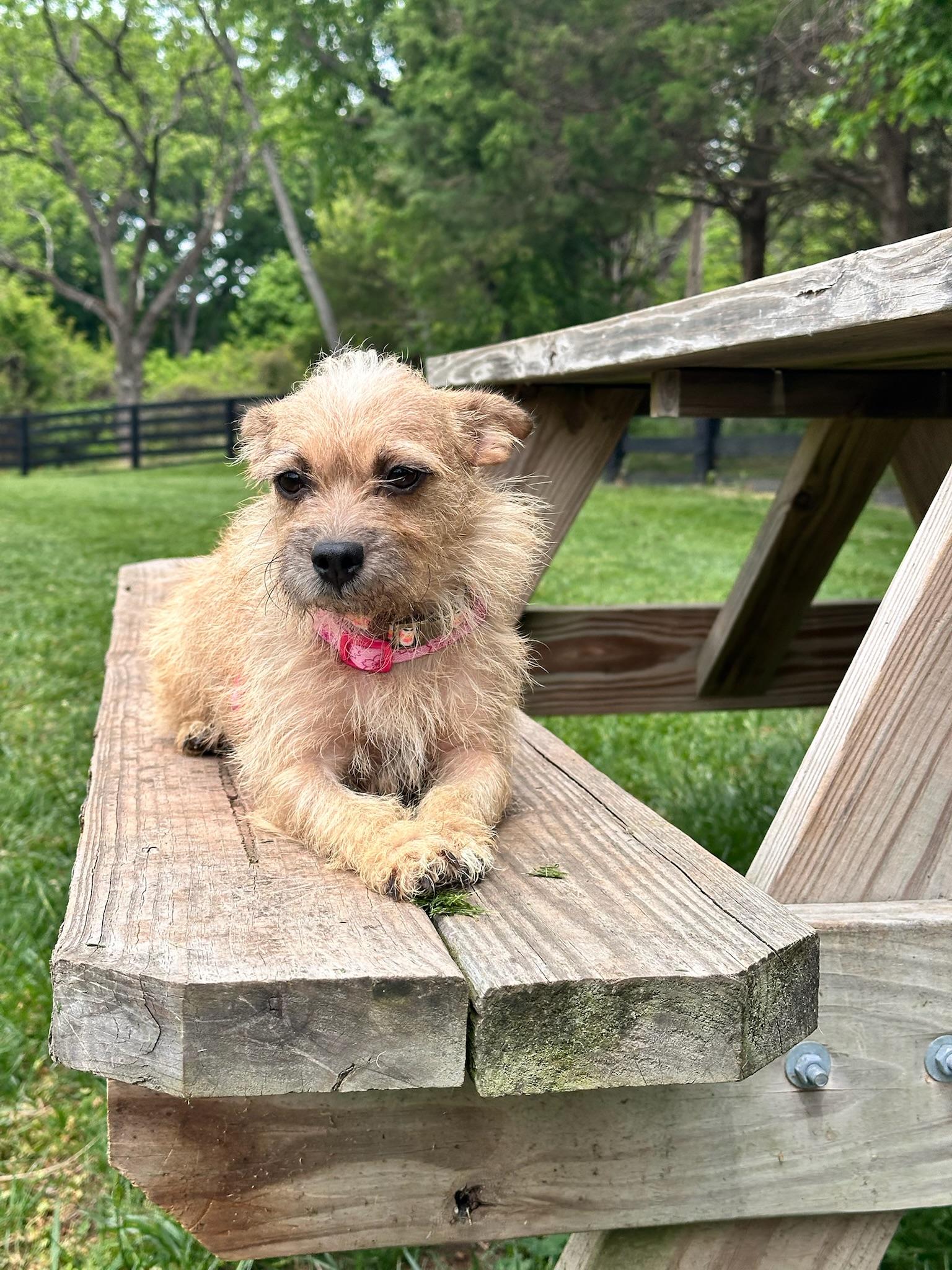 Enlarge Sandy, a ADOPTABLE Terrier in Aldie, VA image 5/6