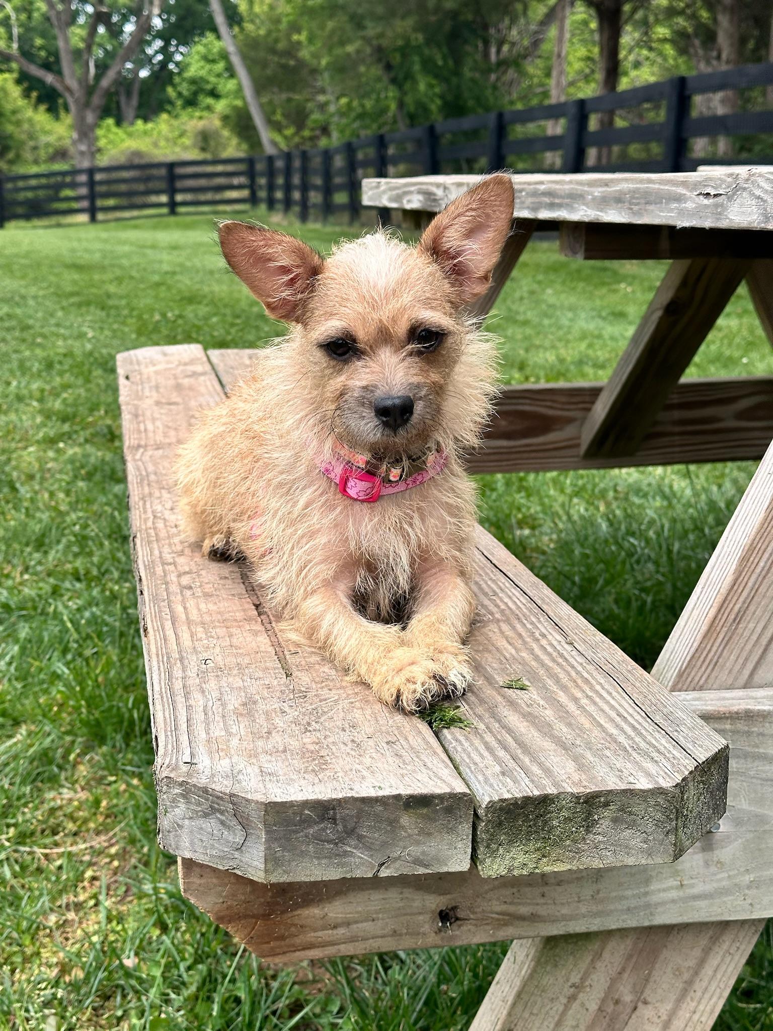 Enlarge Sandy, a ADOPTABLE Terrier in Aldie, VA image 2/6