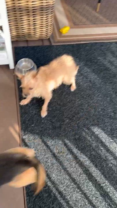 Enlarge Sandy, a ADOPTABLE Terrier in Aldie, VA video 3/6