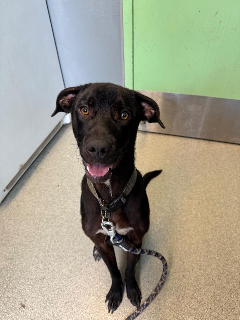 Gimli, Adoptable, Adult Male Pit Bull Terrier & Labrador Retriever.
