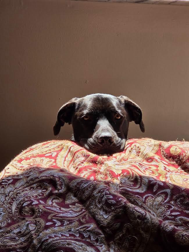 Enlarge Gimli, a Adoptable mixed breed in Bloomington, IN image 2/6