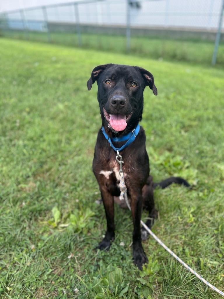 Enlarge Gimli, a Adoptable mixed breed in Bloomington, IN image 3/6
