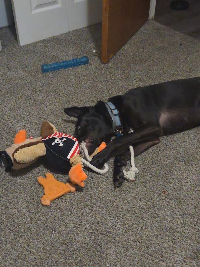 Enlarge Gimli, a Adoptable mixed breed in Bloomington, IN image 5/6
