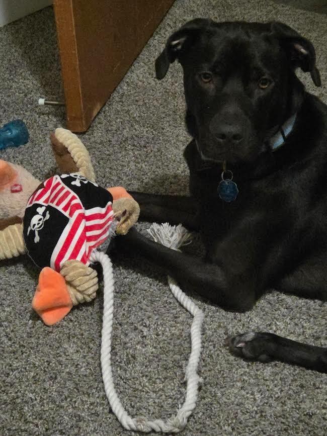 Enlarge Gimli, a Adoptable mixed breed in Bloomington, IN image 6/6