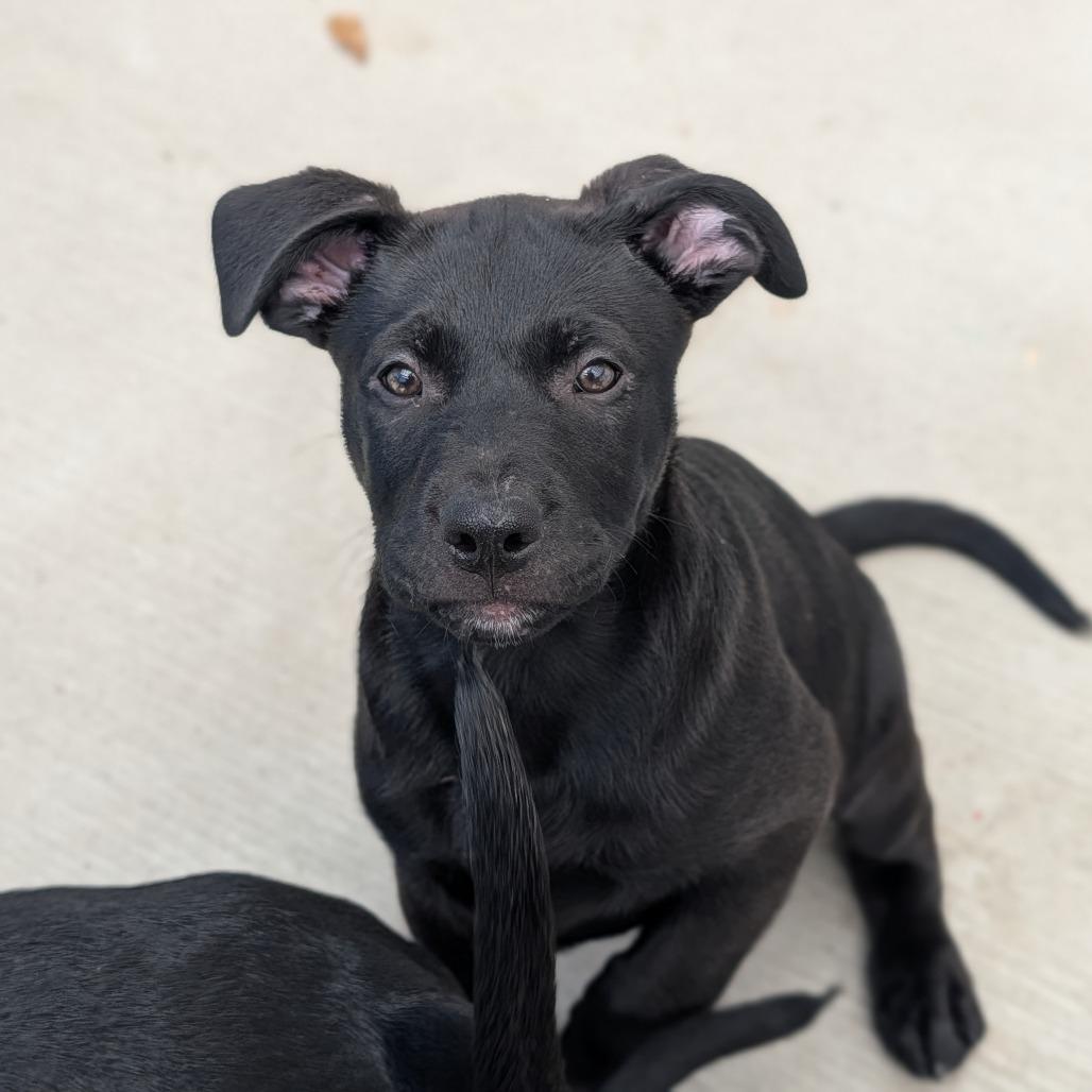 Slate, Adoptable, Young Male Black Labrador Retriever & Mixed Breed.