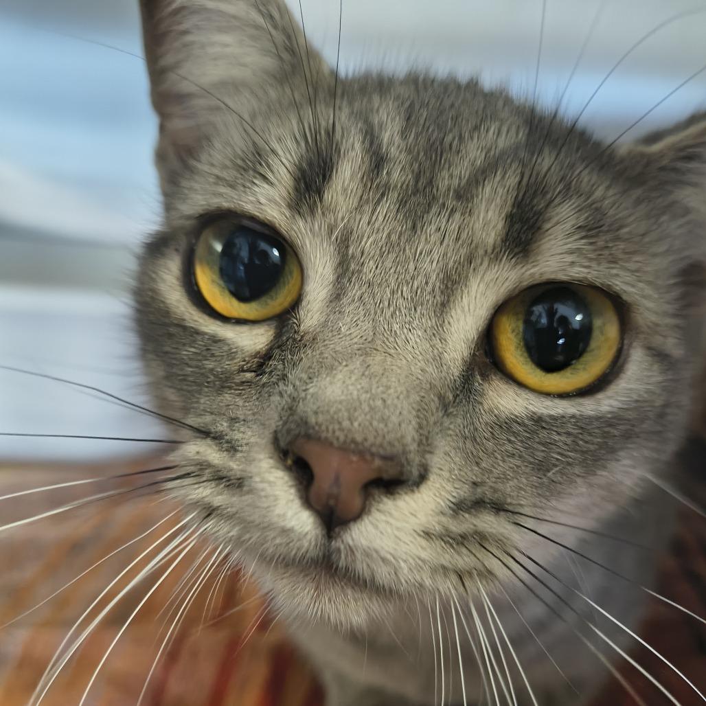 Pricilla, Adoptable, Young Female Domestic Short Hair.