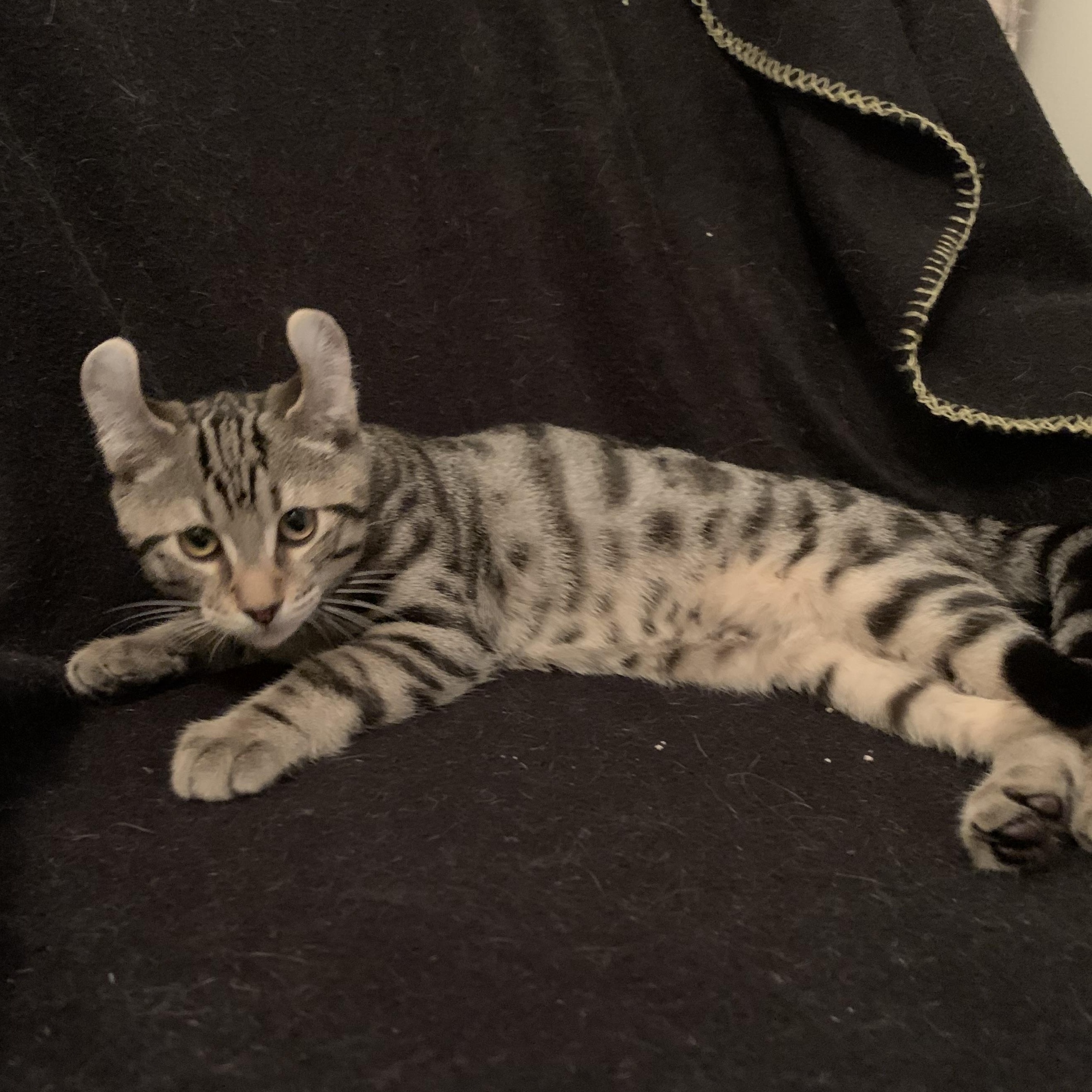 Enlarge Snapdragon, a Adoptable Domestic Short Hair in Ottawa, ON image 2/5