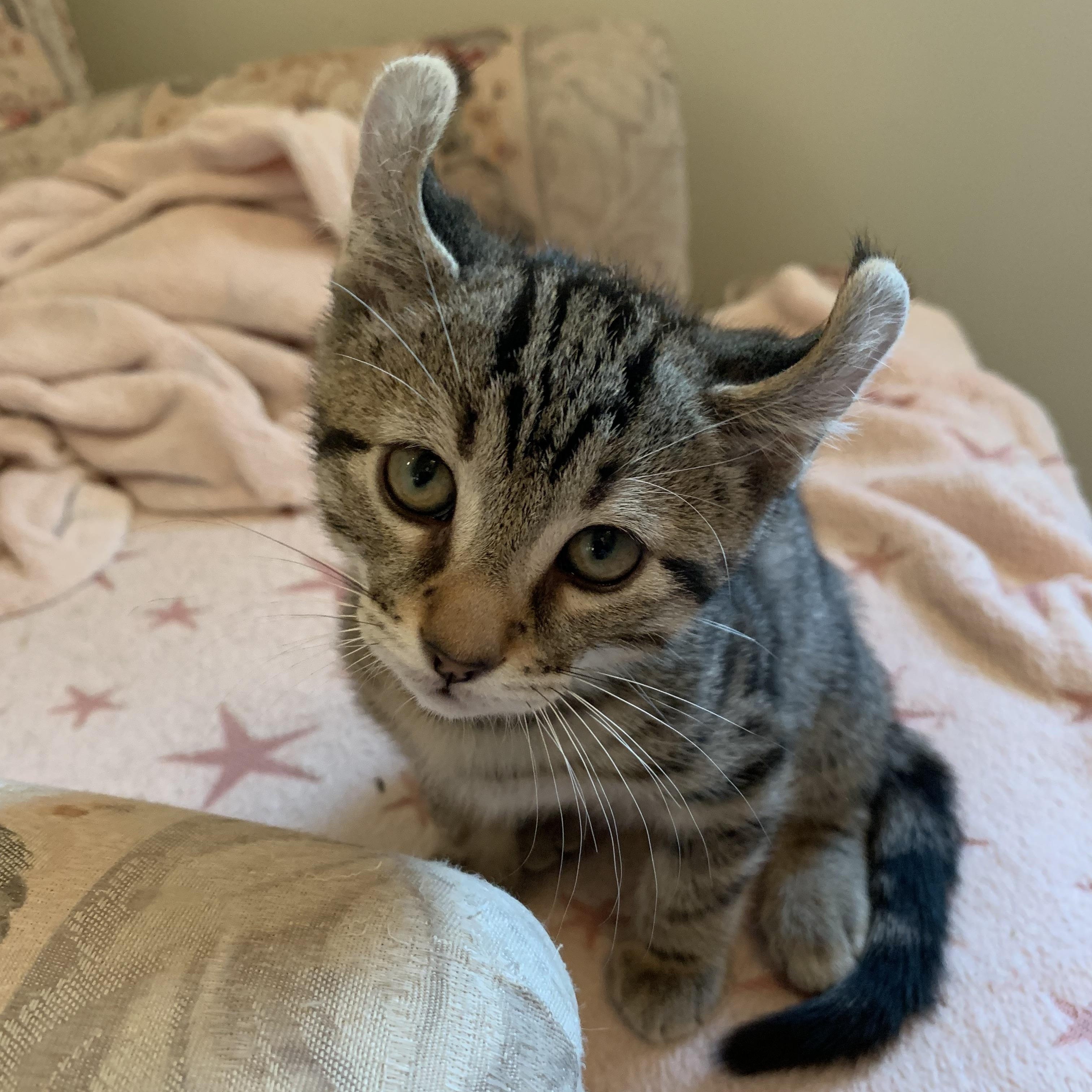 Enlarge Snapdragon, a Adoptable Domestic Short Hair in Ottawa, ON image 2/3