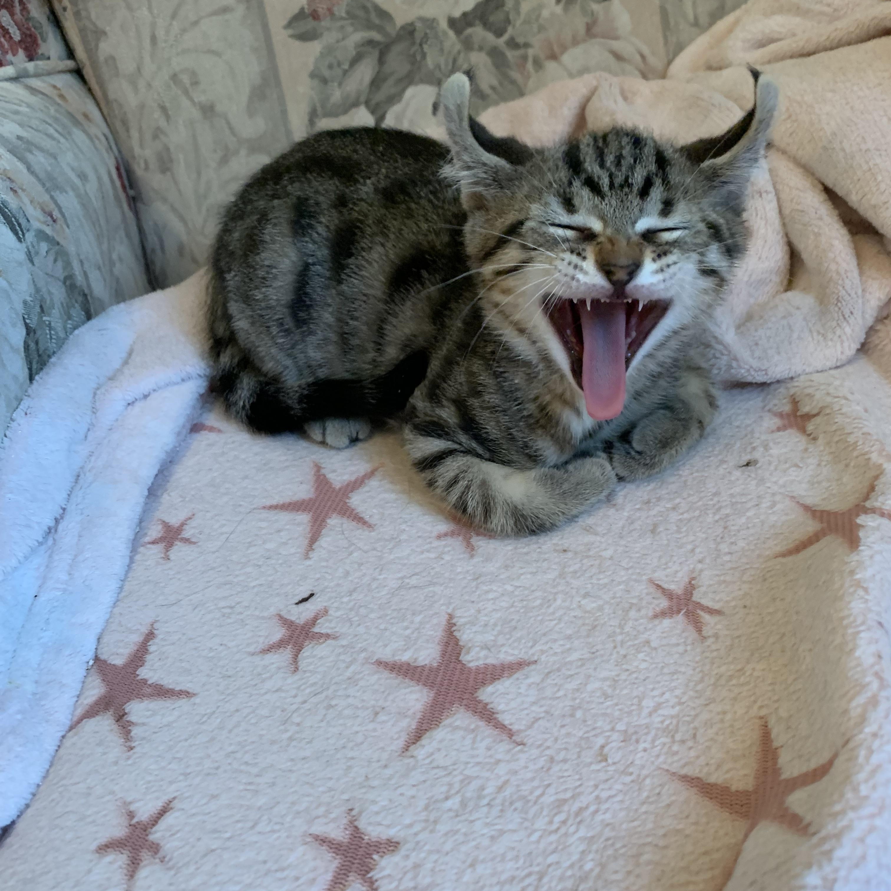 Enlarge Snapdragon, a Adoptable Domestic Short Hair in Ottawa, ON image 3/3