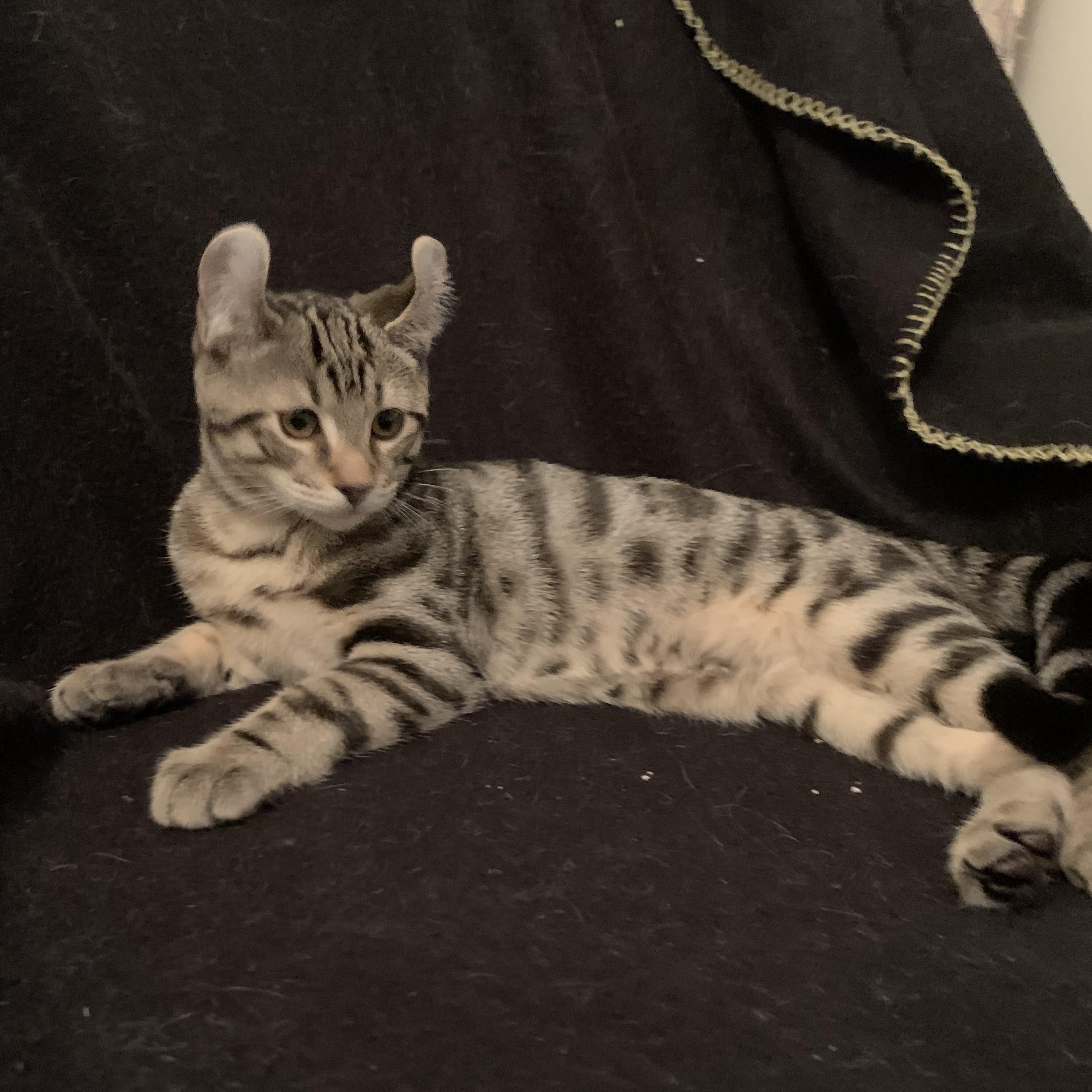 Enlarge Snapdragon, a Adoptable Domestic Short Hair in Ottawa, ON image 1/5