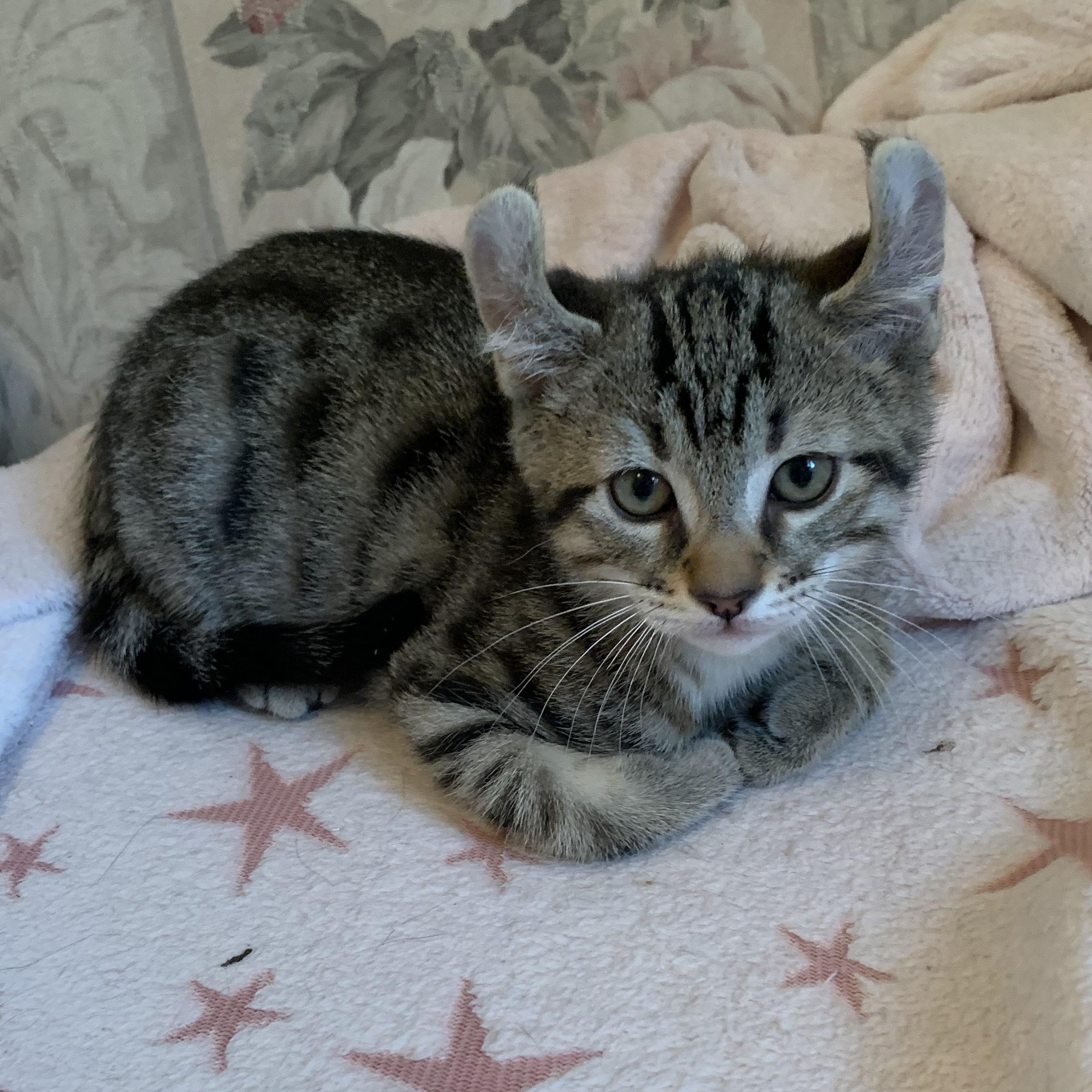 Snapdragon, Adoptable, Kitten Male Domestic Short Hair.
