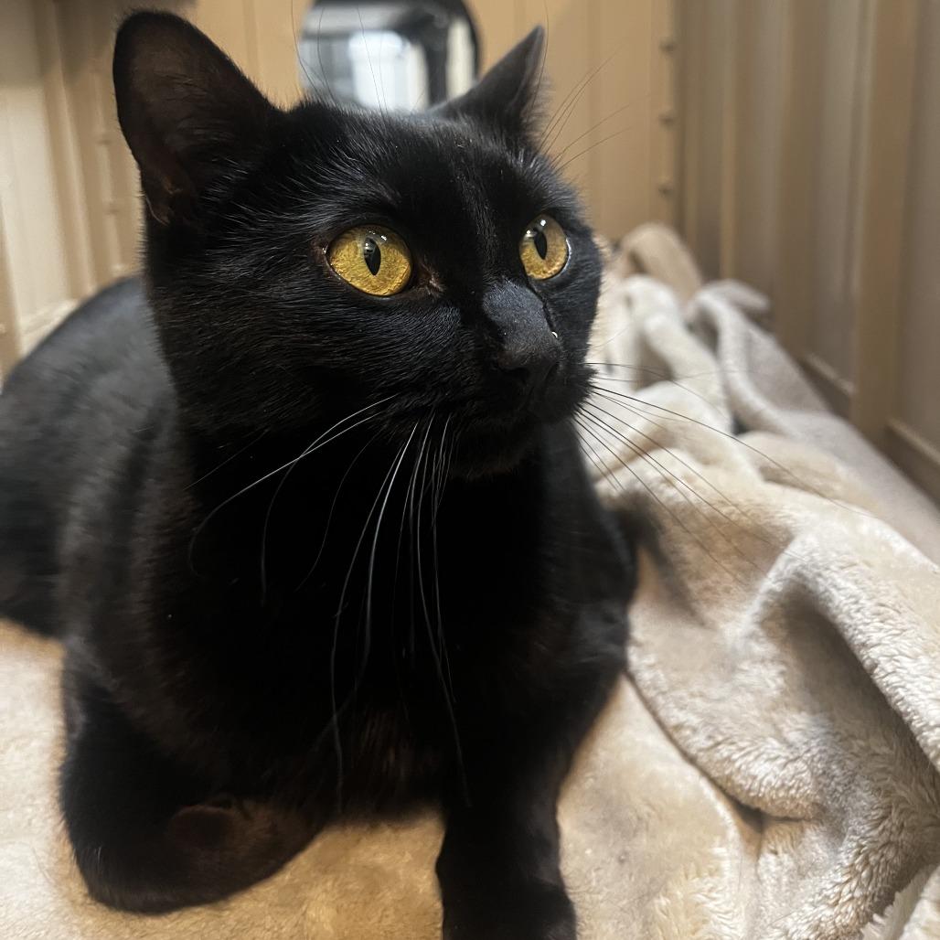 Onyx, Adoptable, Adult Female Domestic Short Hair.