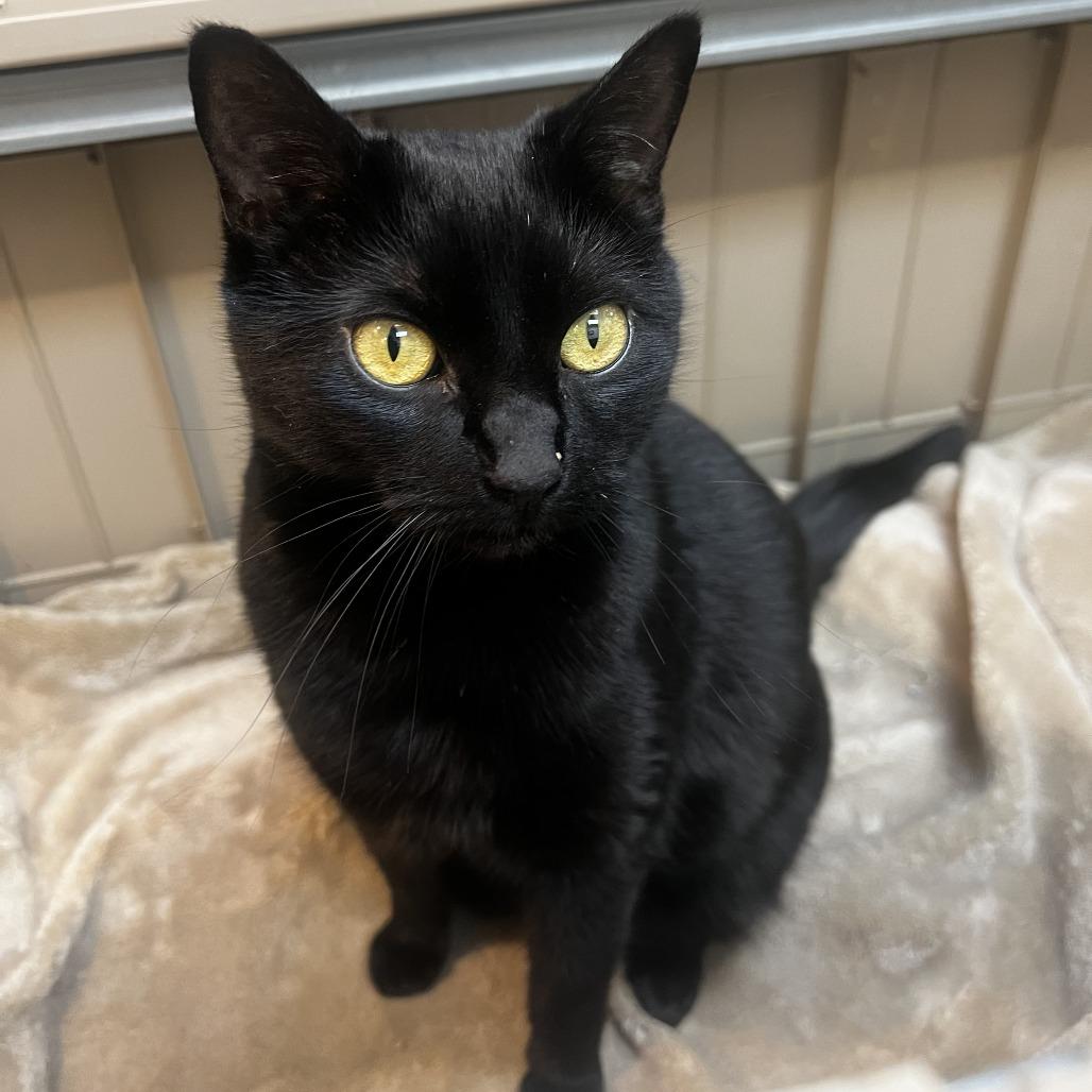 Enlarge Onyx, a Adoptable Domestic Short Hair in Las Vegas, NV image 2/4