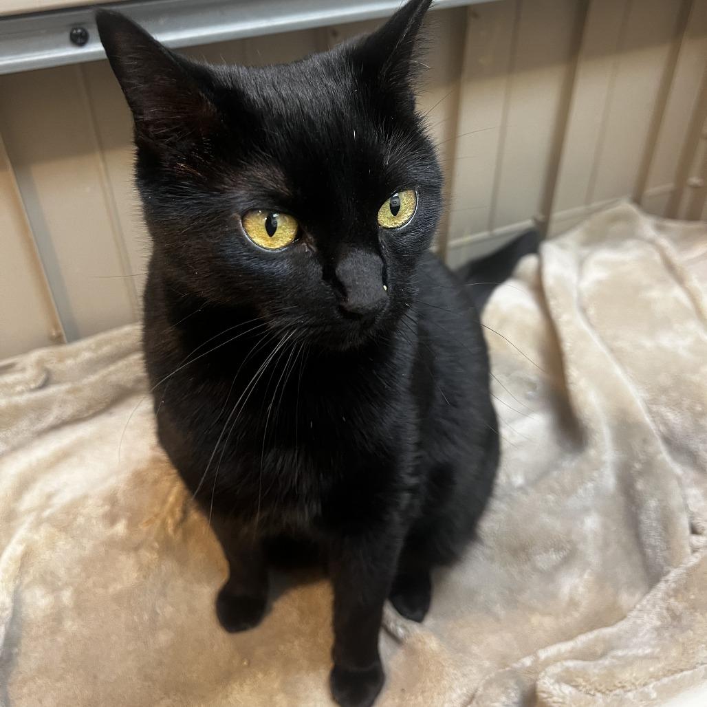 Enlarge Onyx, a Adoptable Domestic Short Hair in Las Vegas, NV image 3/4