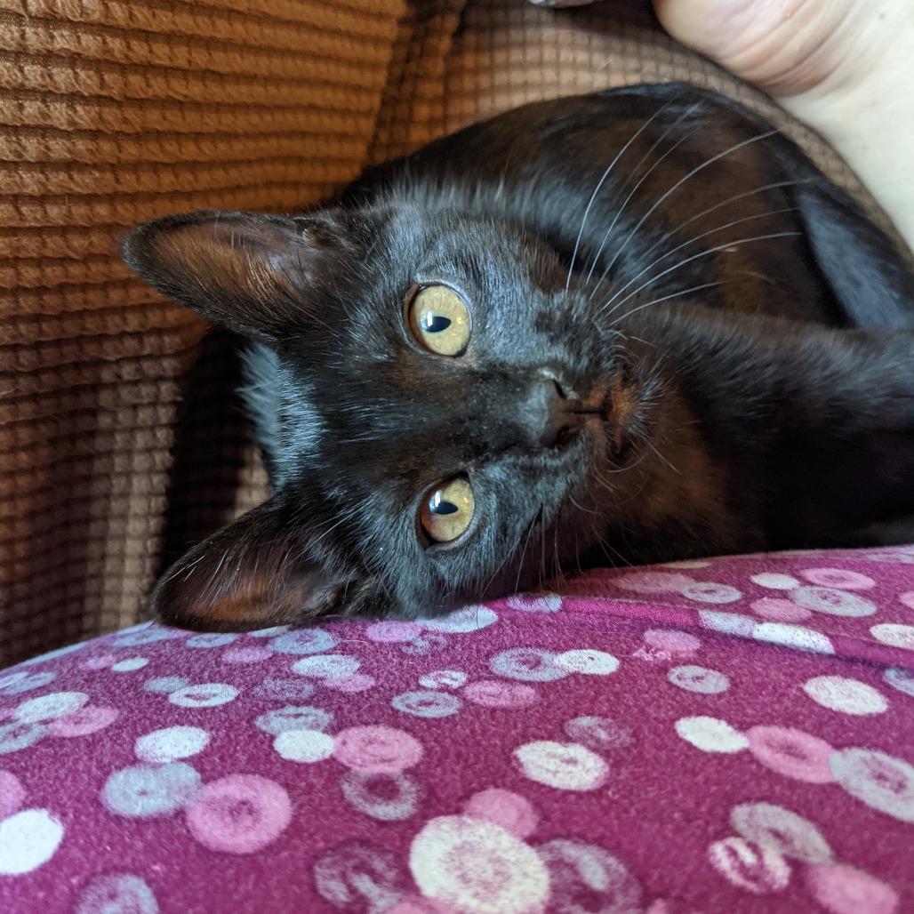 Enlarge Onyx, a Adoptable Domestic Short Hair in Las Vegas, NV image 4/4