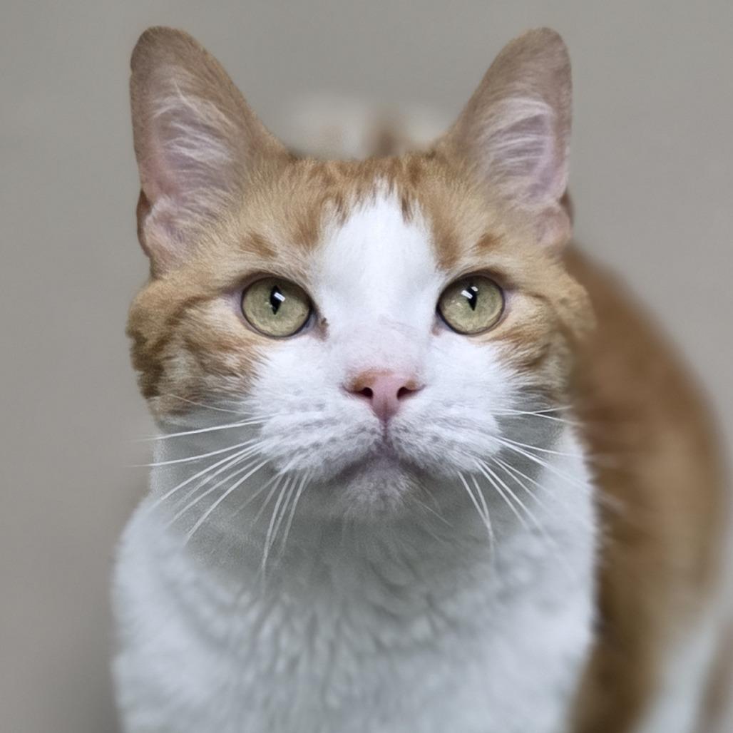 Chubs, Adoptable, Adult Male Domestic Short Hair.