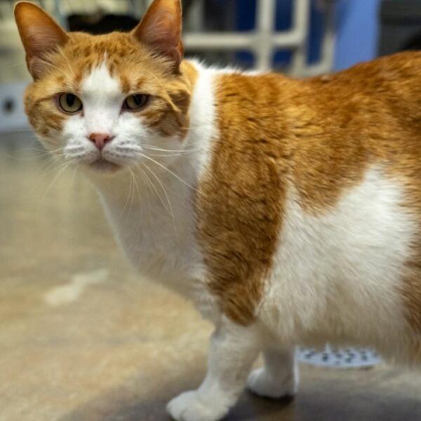 Chubs, Adoptable, Adult Male Domestic Short Hair.