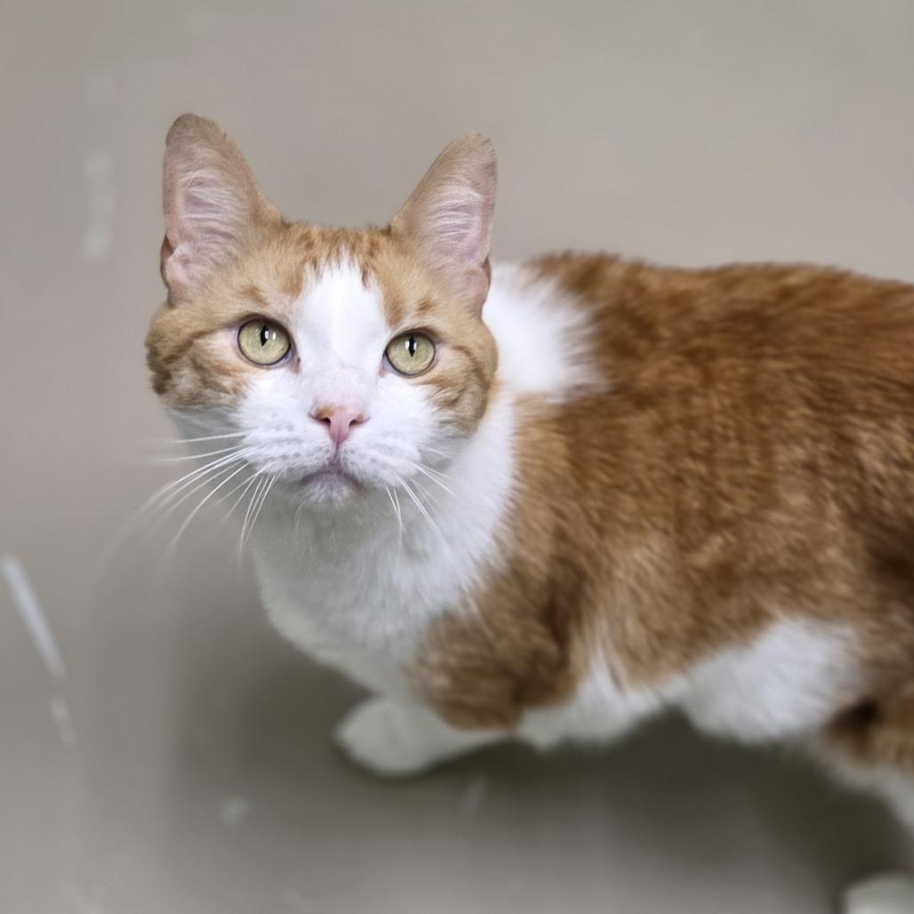 Chubs, a Adoptable Domestic Short Hair in Pittsford, VT image 2/5