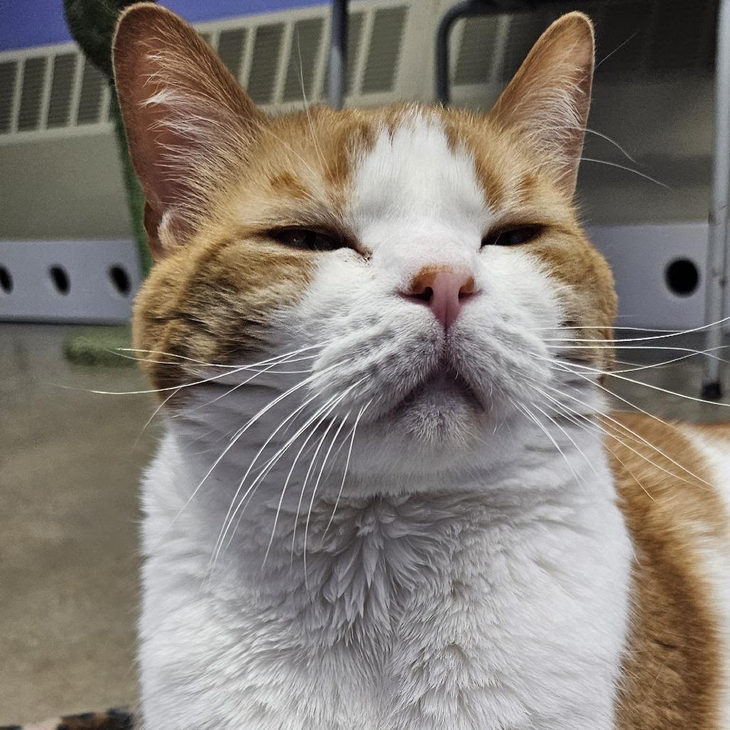 Enlarge Chubs, a Adoptable Domestic Short Hair in Pittsford, VT image 2/3