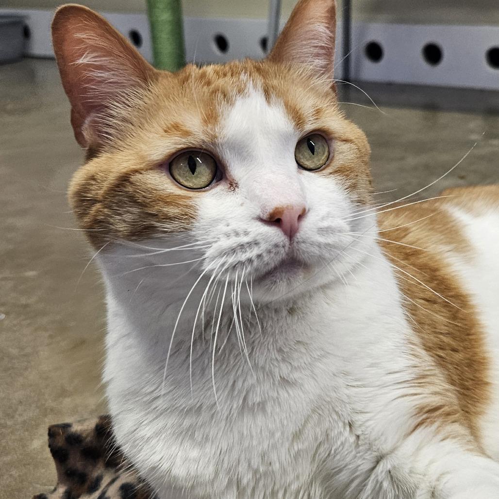 Enlarge Chubs, a Adoptable Domestic Short Hair in Pittsford, VT image 3/3