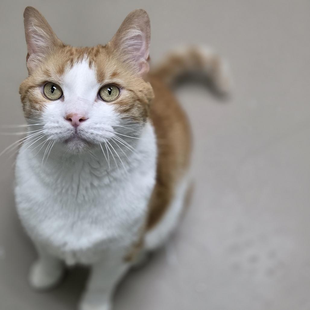 Chubs, a Adoptable Domestic Short Hair in Pittsford, VT image 5/5