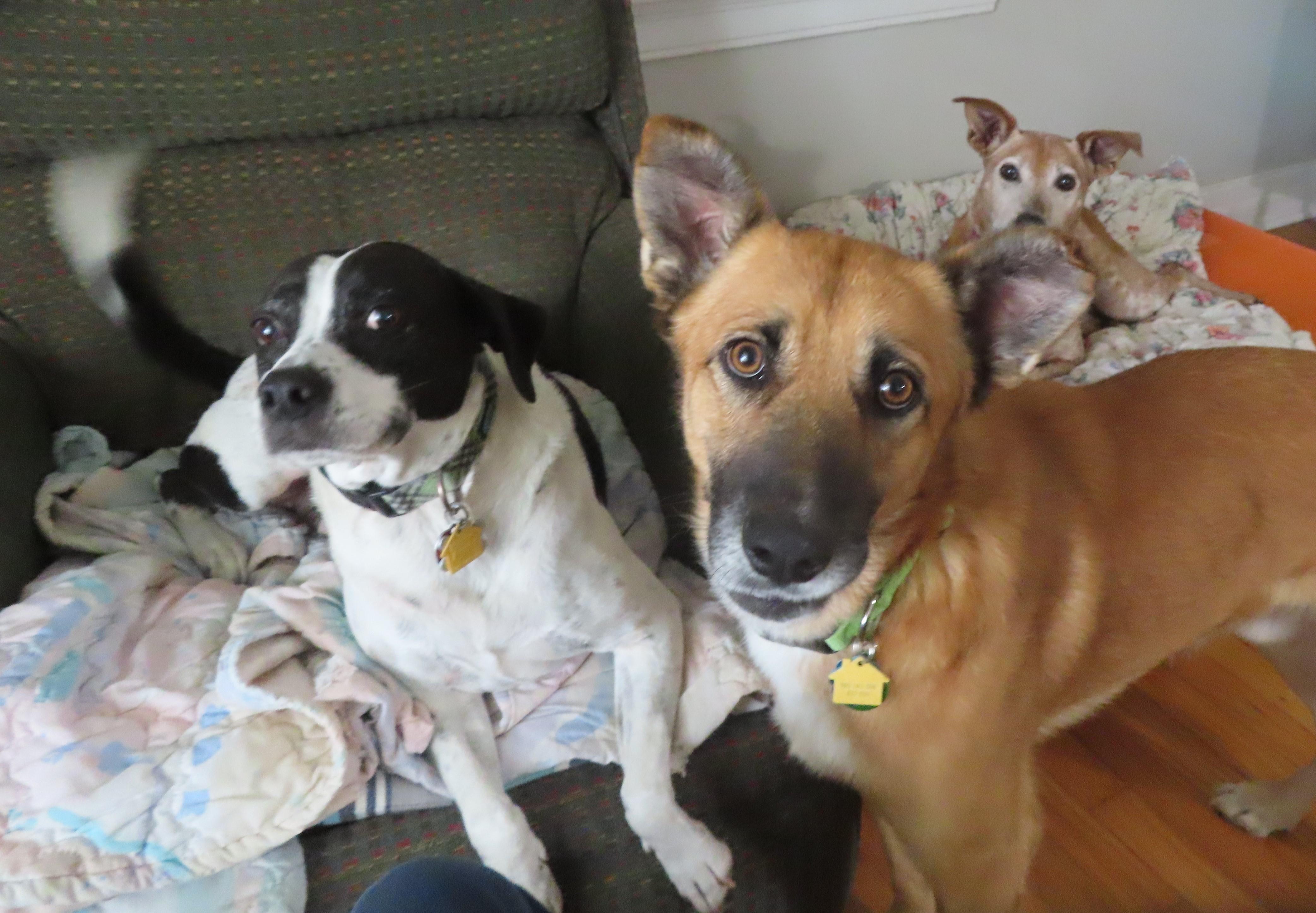 CAMERON 464781 HousebrokenDogDoorLikesCatsDogs!SitStay