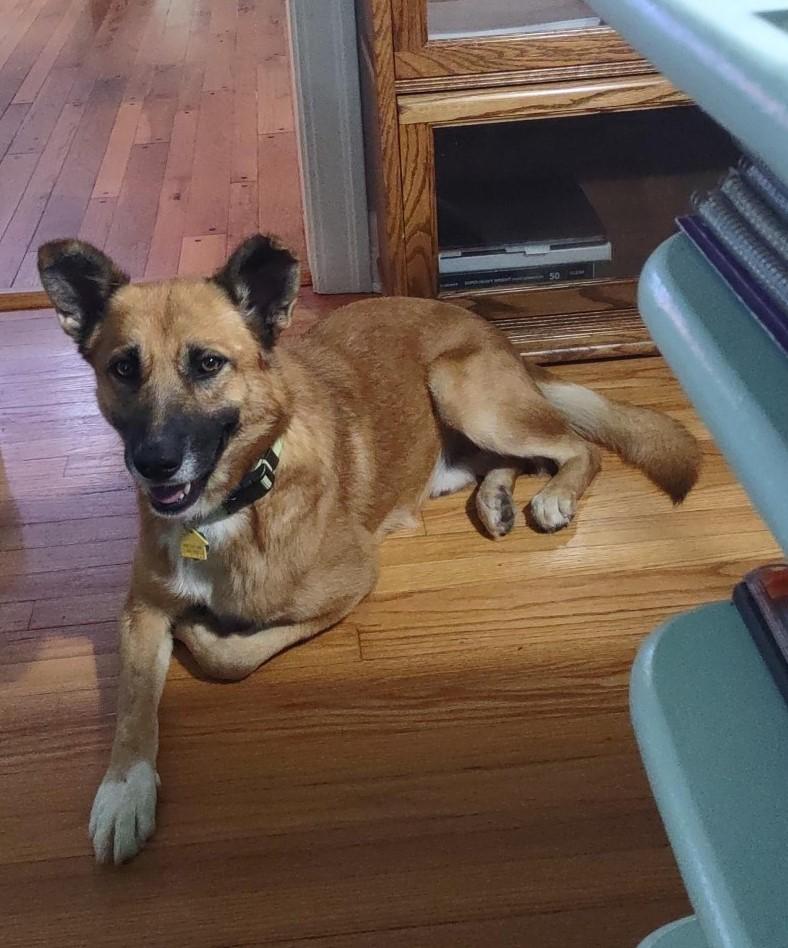 CAMERON 464781 HousebrokenDogDoorLikesCatsDogs!SitStay