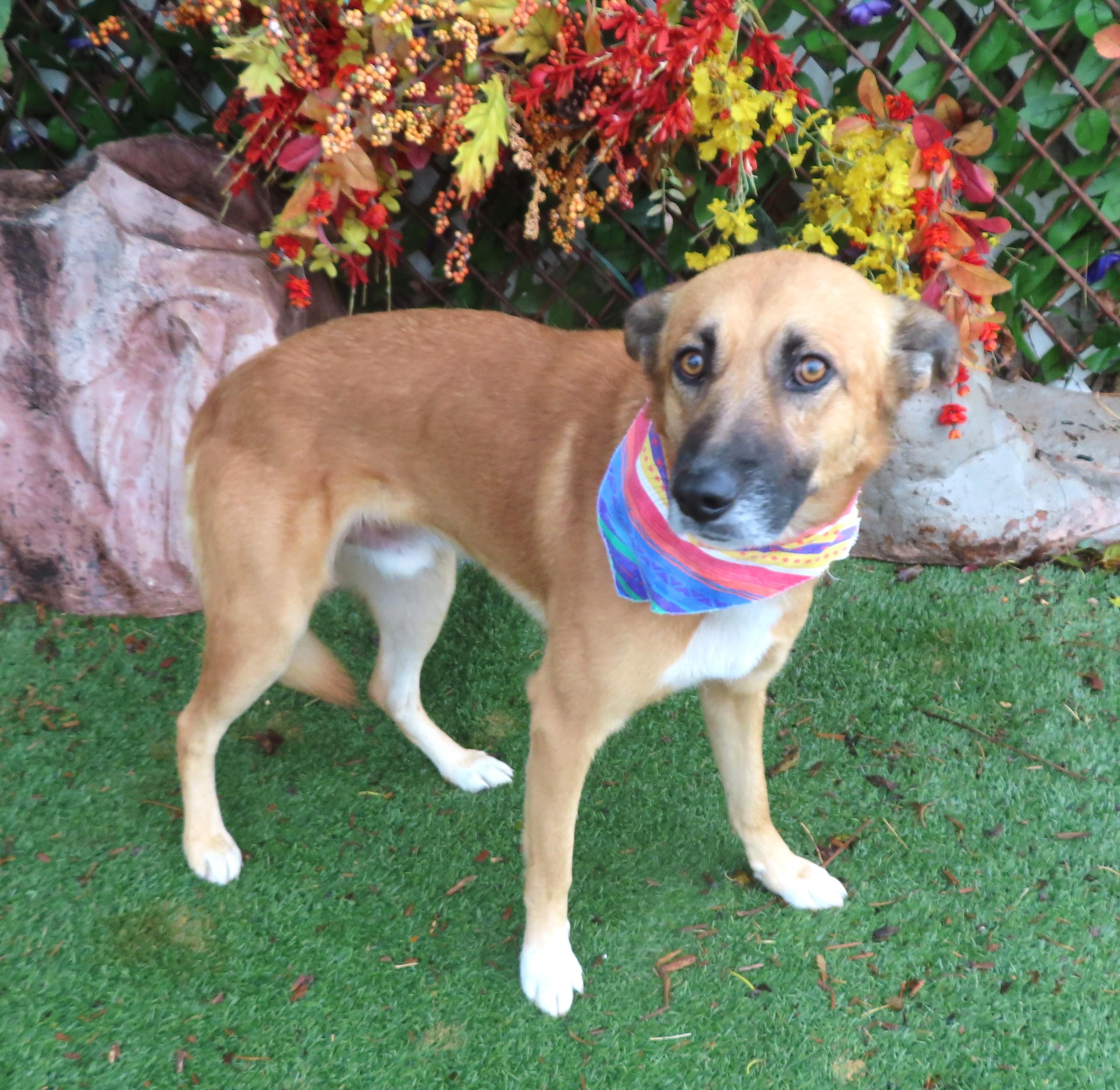 CAMERON 464781 HousebrokenDogDoorLikesCatsDogs!SitStay