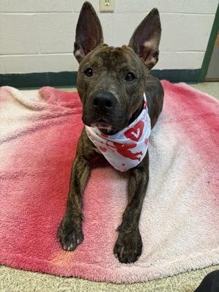 Snickers — thumbnail 2